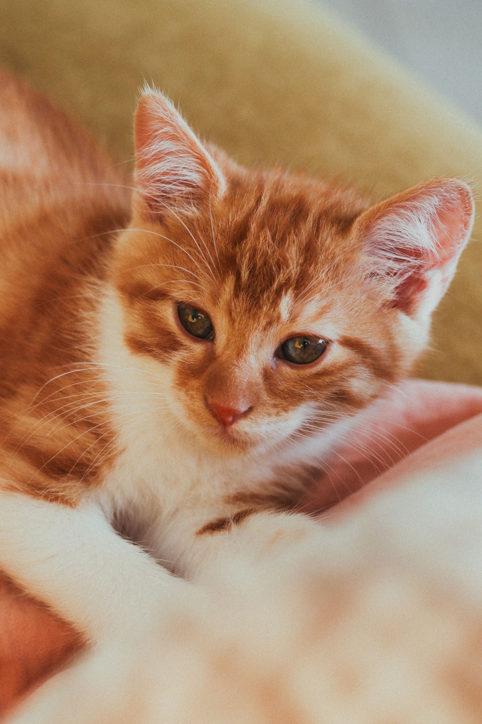 Young orange and white kitten resting on a soft blanket in a quiet indoor space