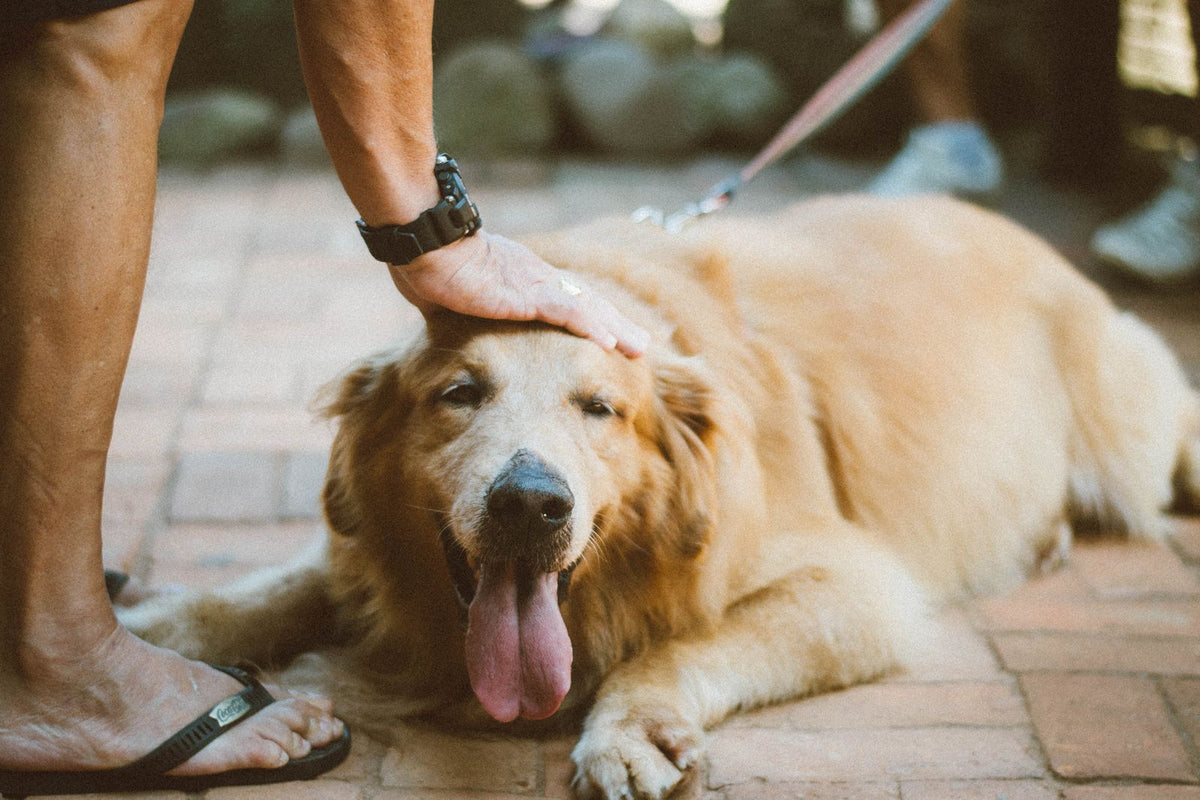 Golden retriever lying calmly while its owner strokes its side, the kind of everyday petting session where soft lumps like lipomas are often first discovered