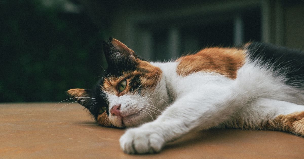 Calm cat resting, illustrating digestive comfort and care for a pet living with inflammatory bowel disease