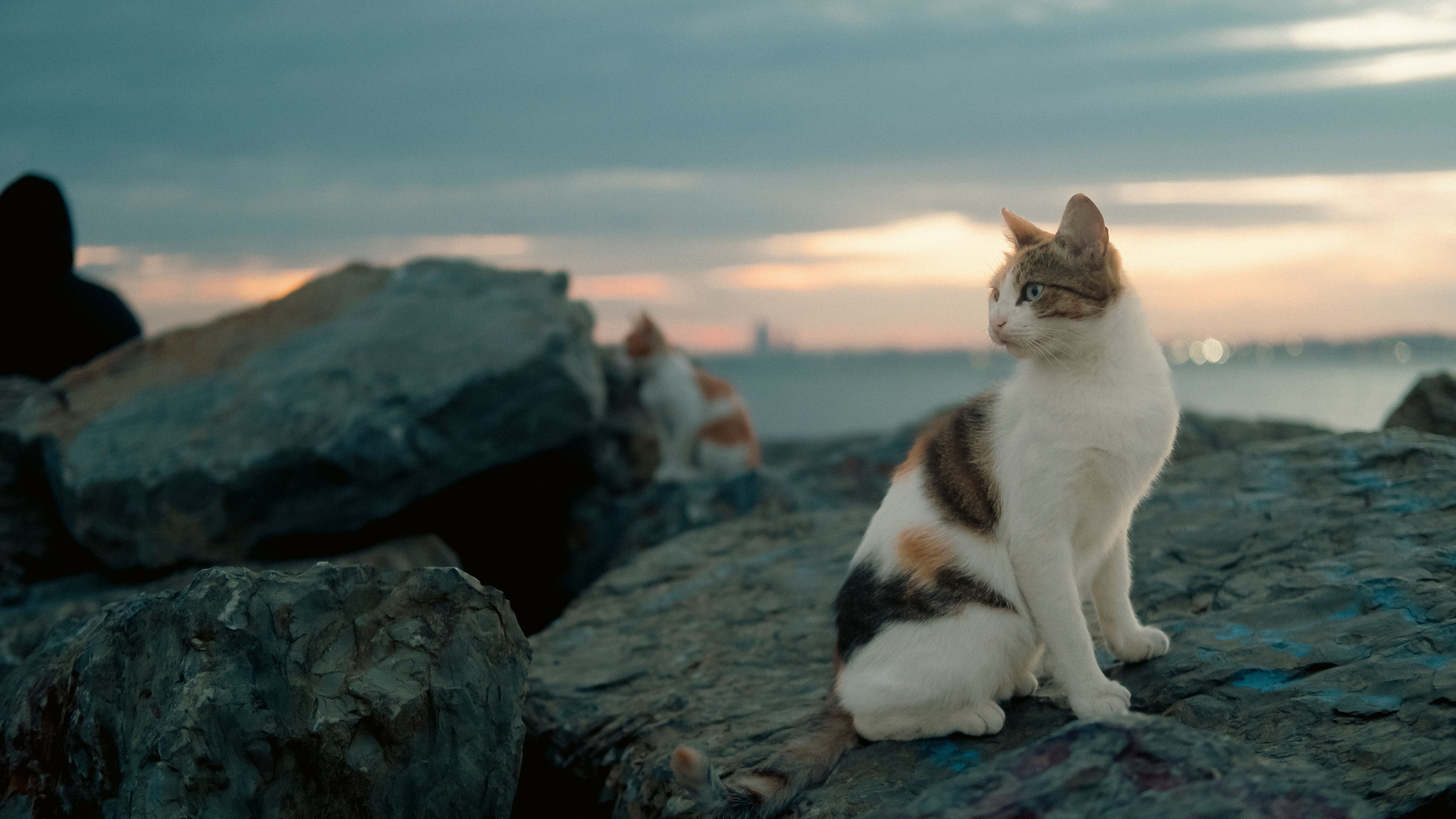 A senior cat resting outdoors at sunset, calm and contemplative