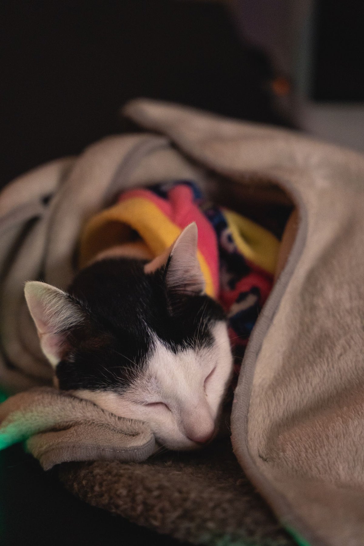 Black and white cat resting quietly wrapped in a soft blanket on a bed
