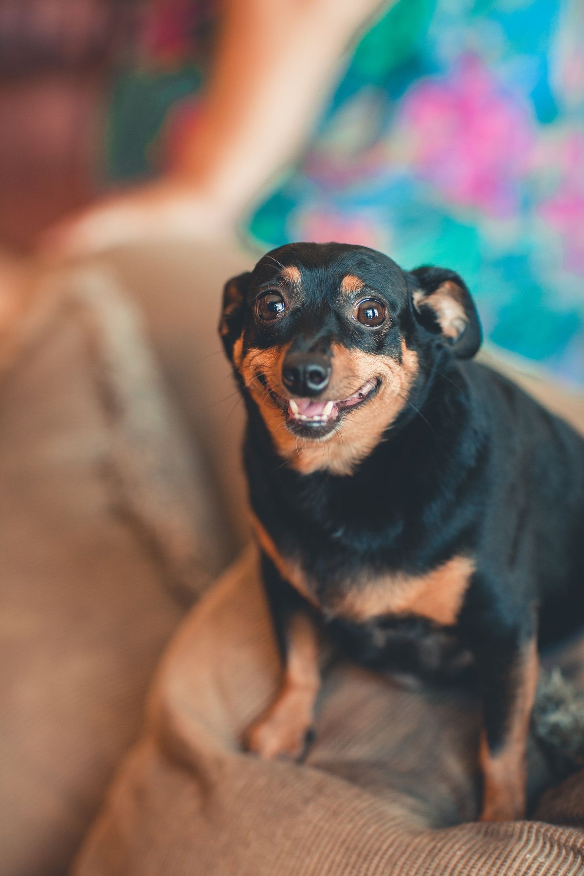 A small breed dog sitting indoors