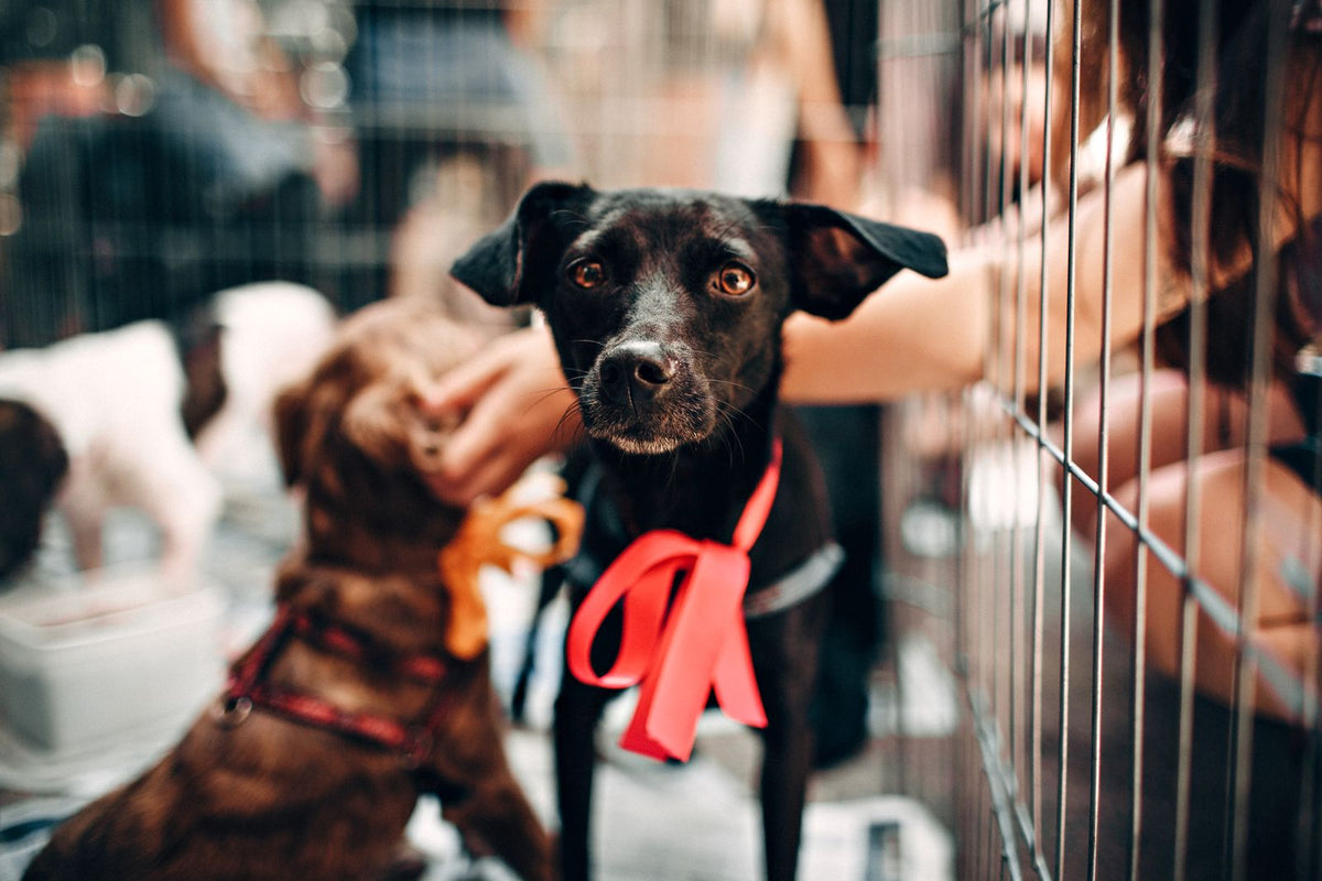 A newly adopted black dog wearing a red leash at an adoption event
