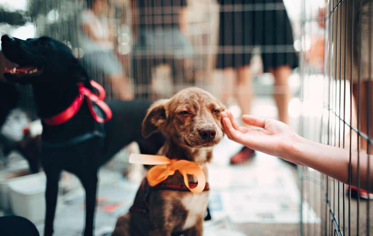 A dog wearing an orange bow looking through a shelter fence toward a visitor's hand