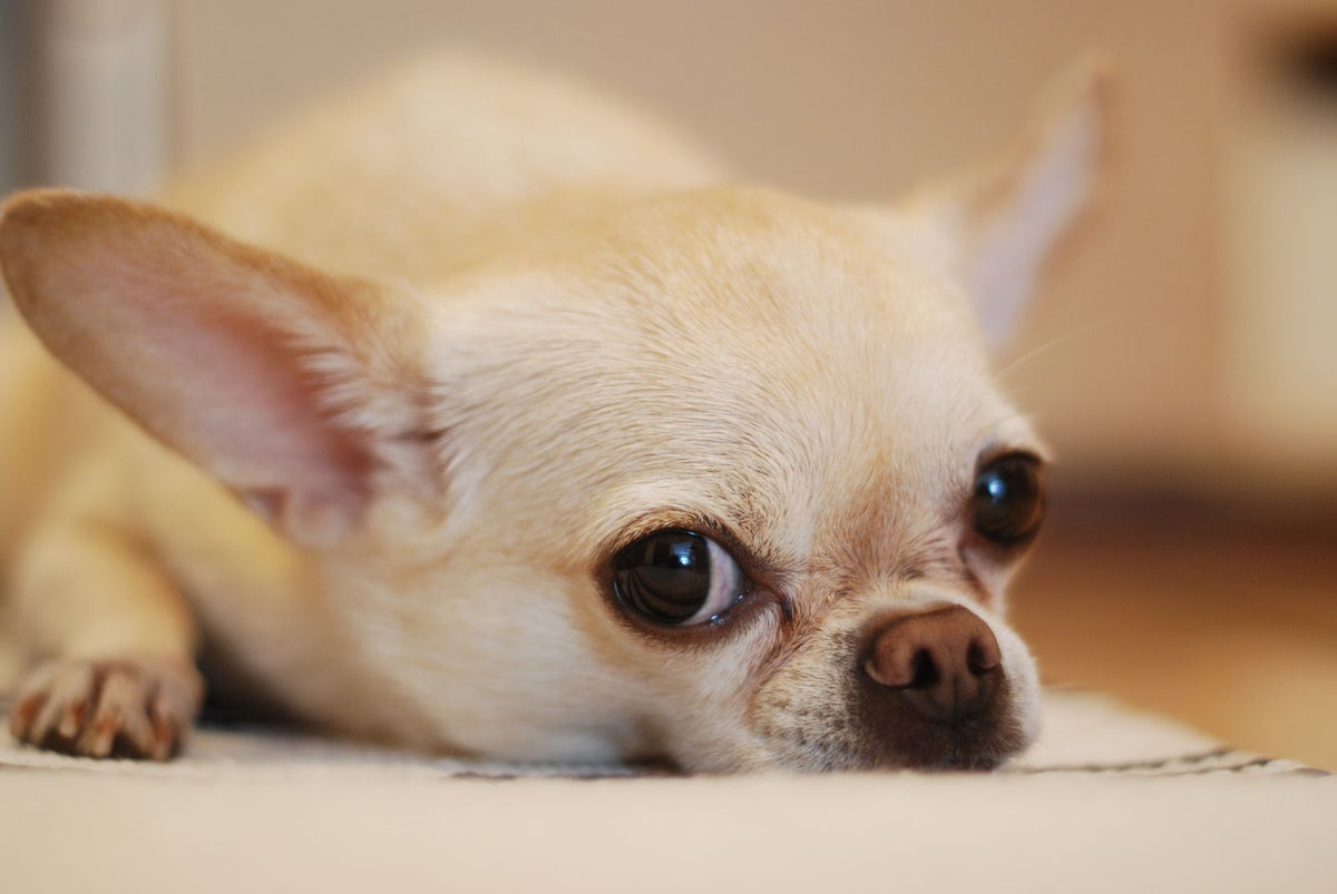 Small cream chihuahua lying on the floor with its chin resting on its paws