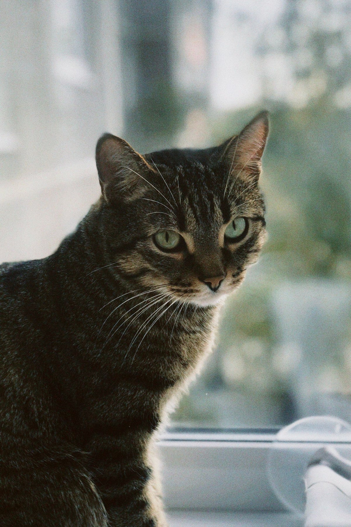 Tabby cat sitting alone beside a bright window, looking outside while waiting at home