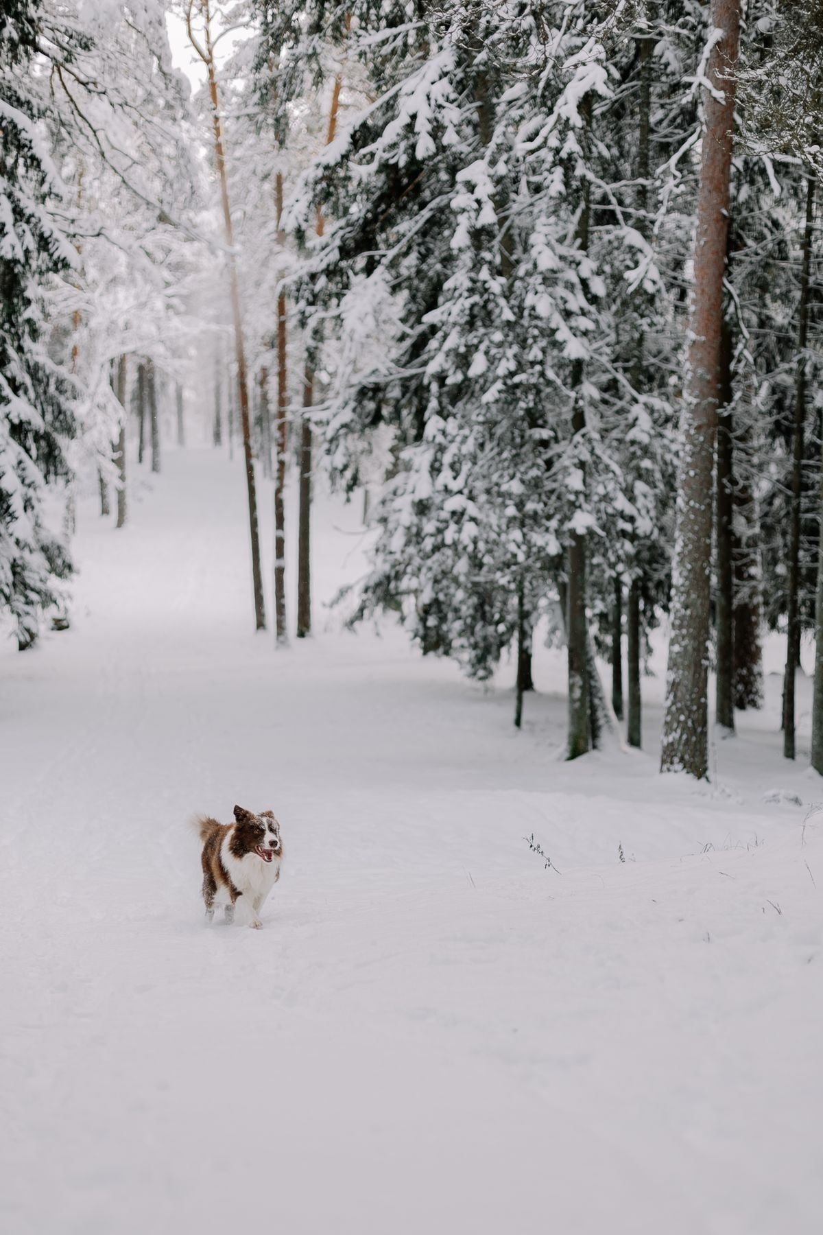 A dog running through a snowy winter forest, illustrating cold weather safety for dogs and cats