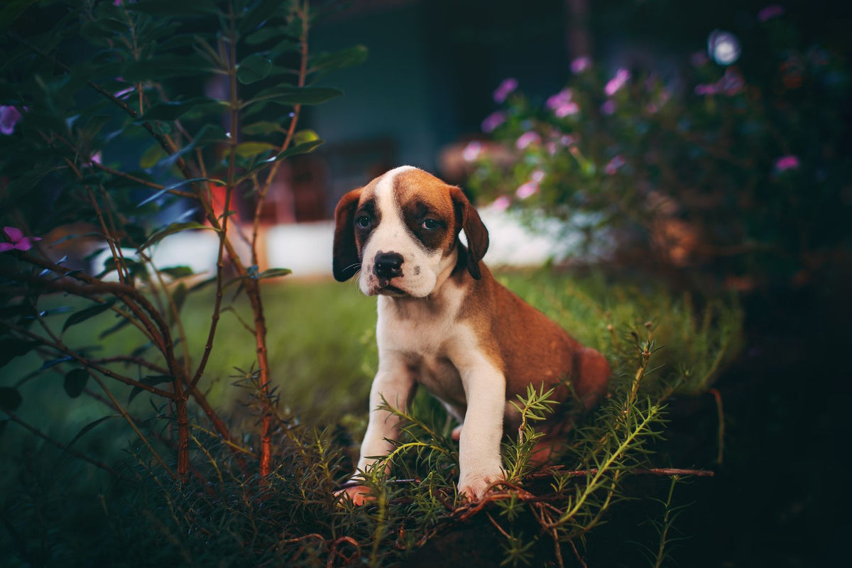 A young beagle puppy standing outdoors among green plants and small flowers