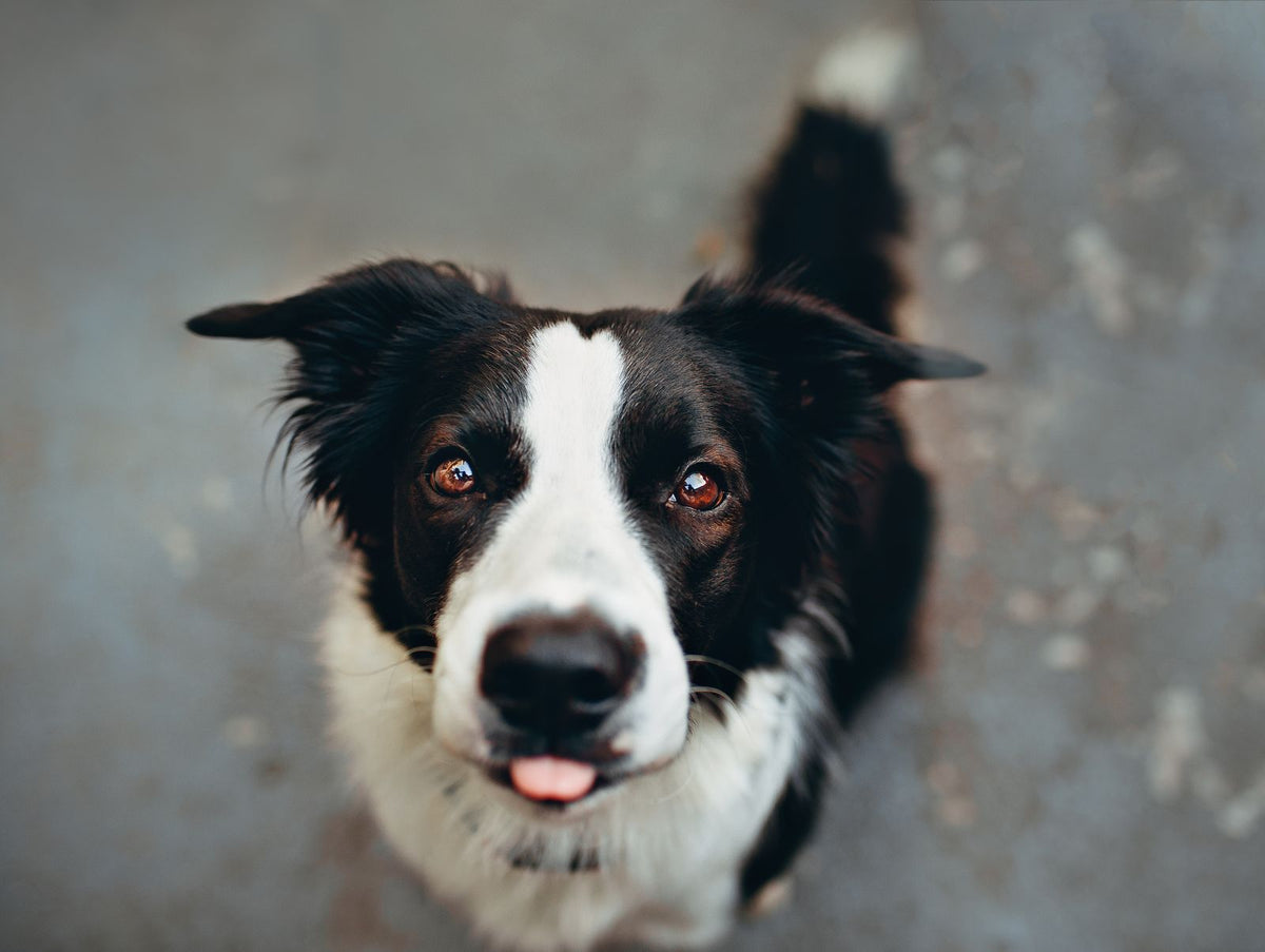 A black and white border collie looking up attentively with ears raised