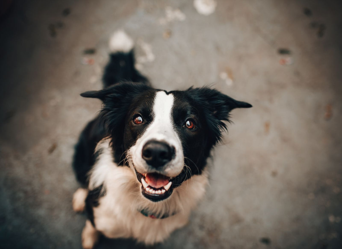 A black and white border collie looking alert outdoors