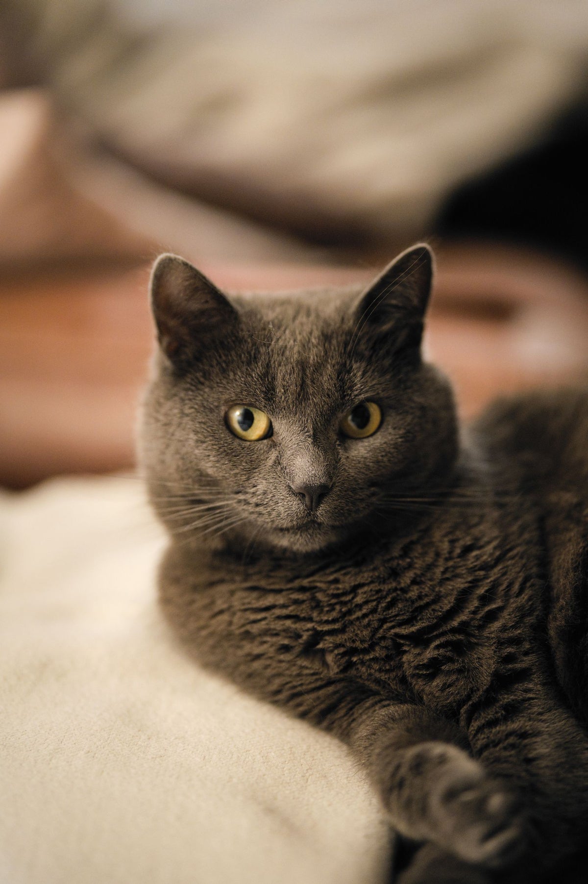 A grey cat resting quietly on a sofa, looking subdued and withdrawn