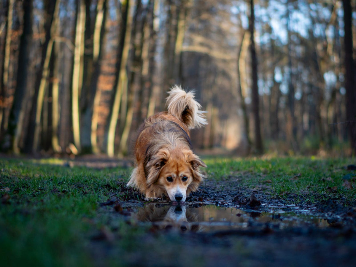 A dog drinking from a puddle on a forest path