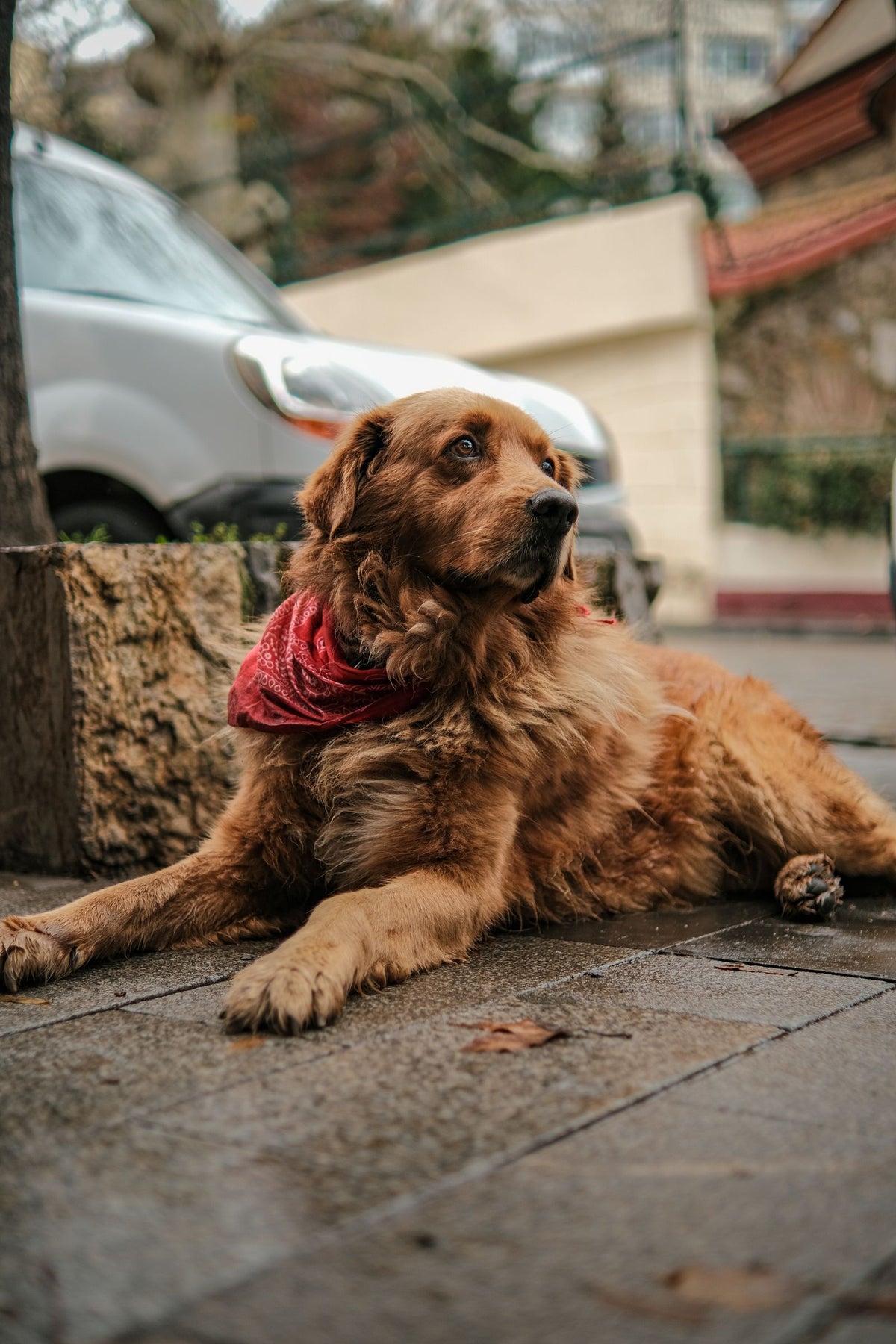 An older brown dog wearing a harness resting on a pavement.