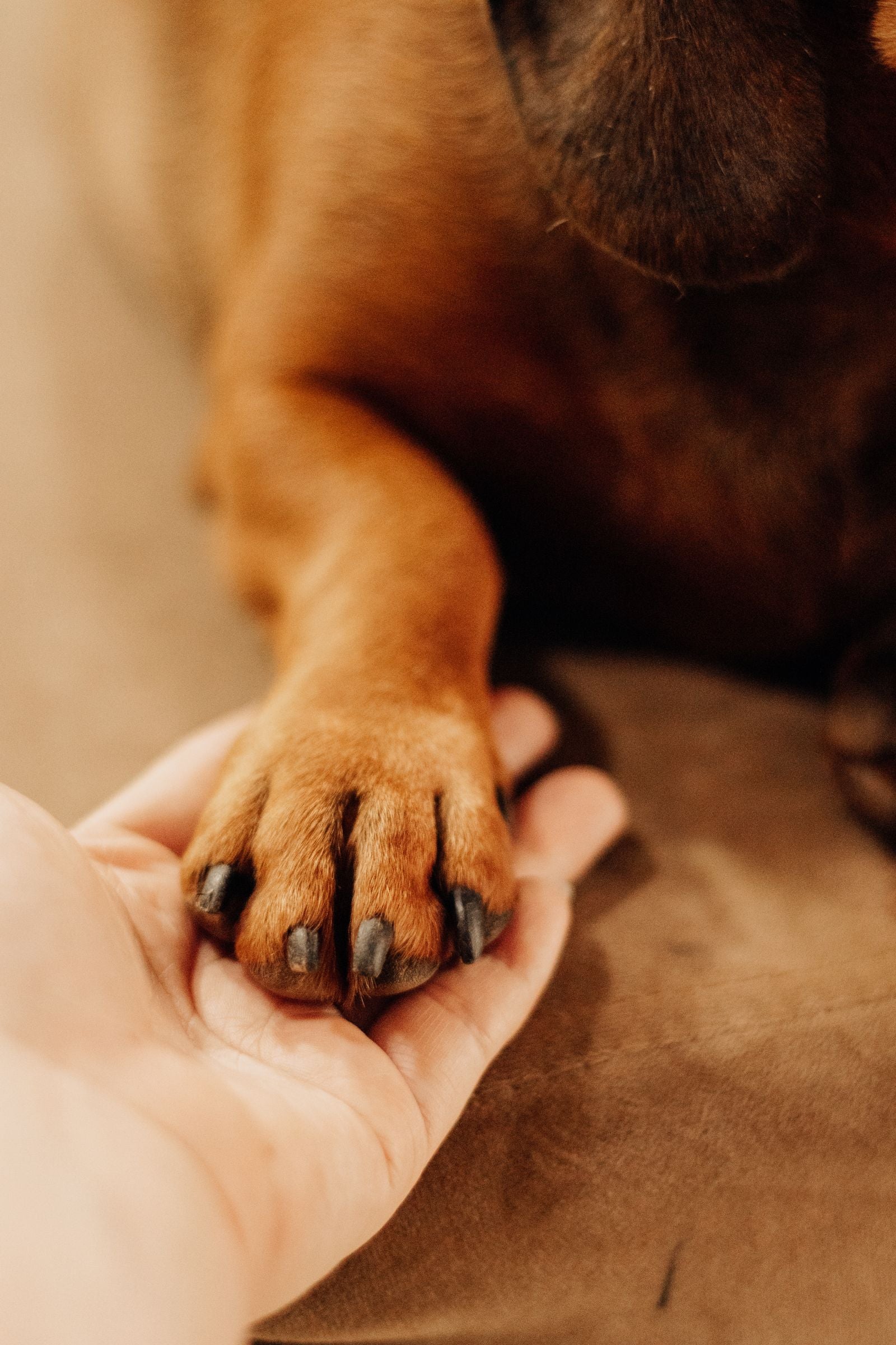 A close-up of a human hand gently holding a dog's paw
