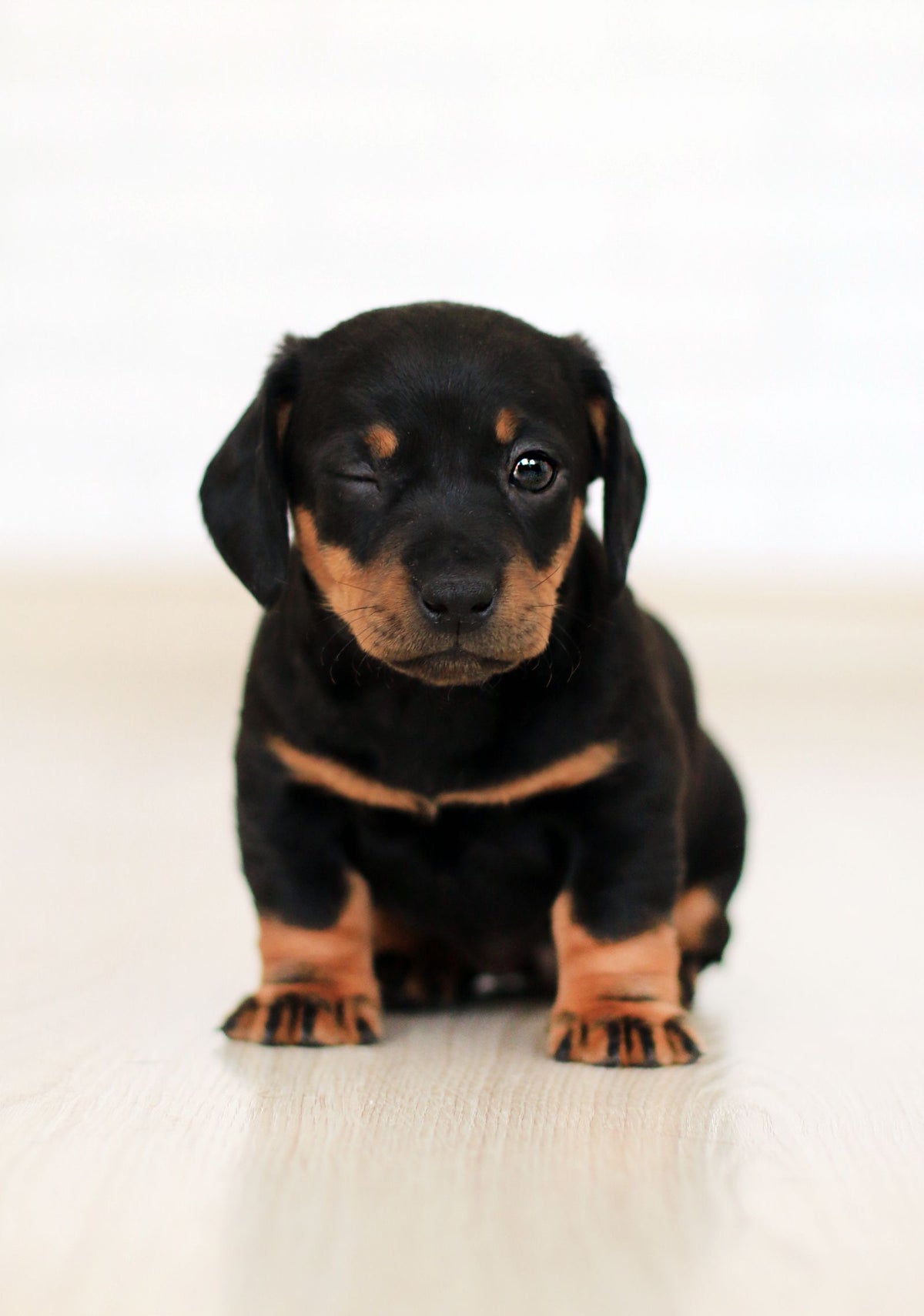 A black and tan dachshund puppy on a pale wooden floor facing the camera
