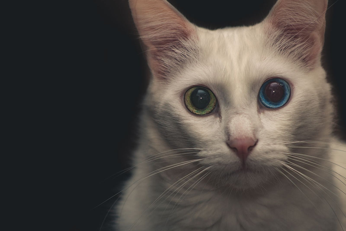 A close-up of a white cat's face and eyes against a dark background.
