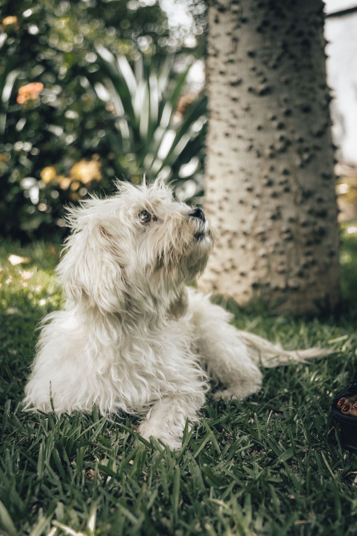 Fluffy white dog lying among green garden plants beneath a palm-like tree trunk