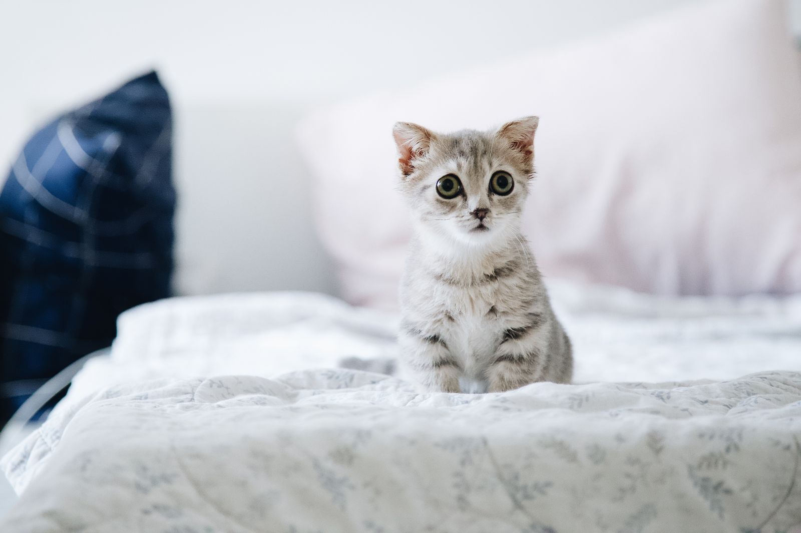 Small grey and white kitten sitting on a soft white bed