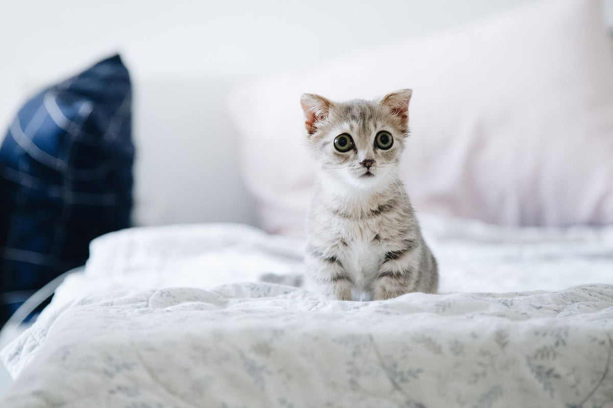 Small tabby kitten sitting on a soft white bed with cushions behind