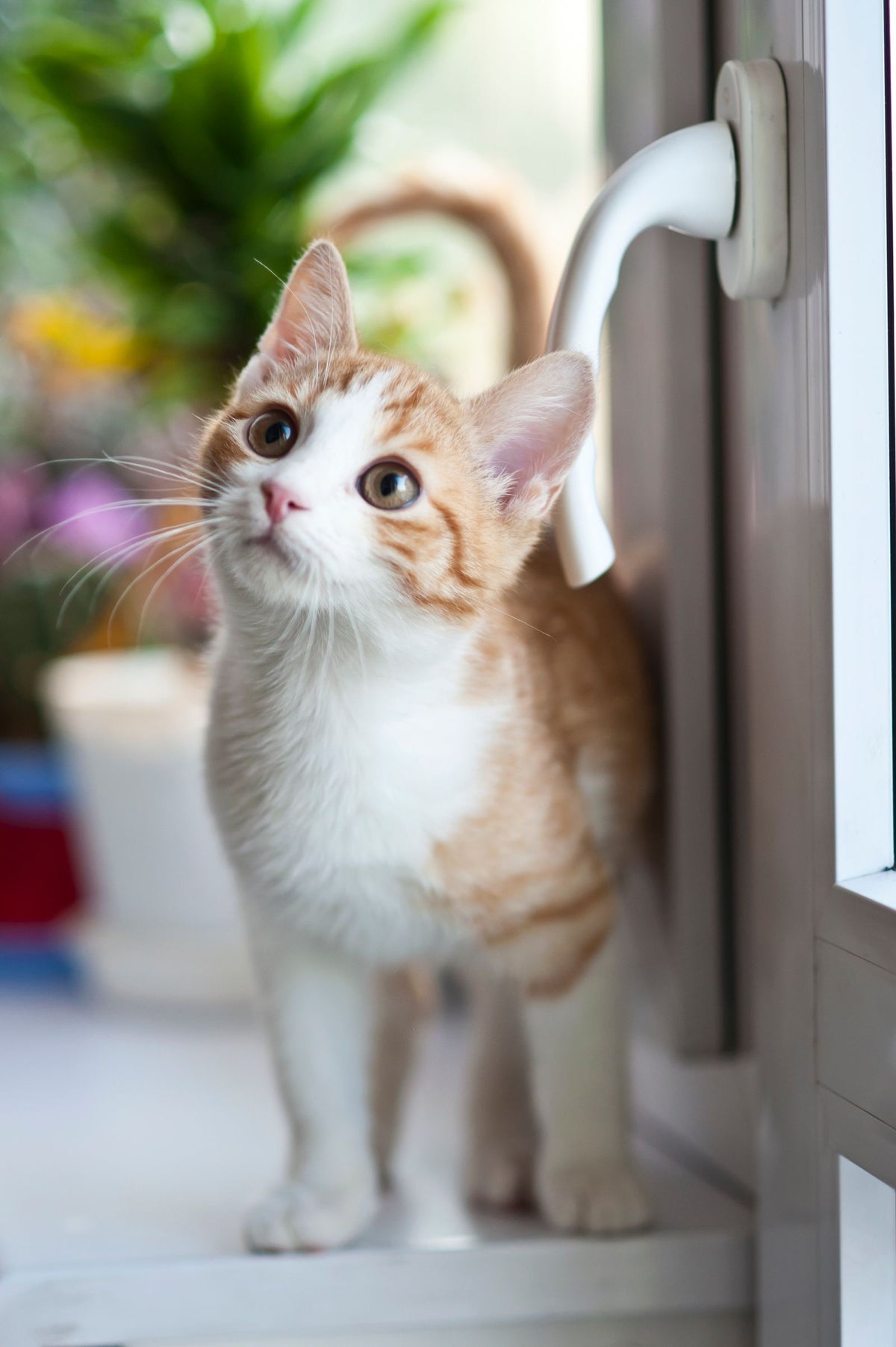 A kitten standing beside an open door indoors.