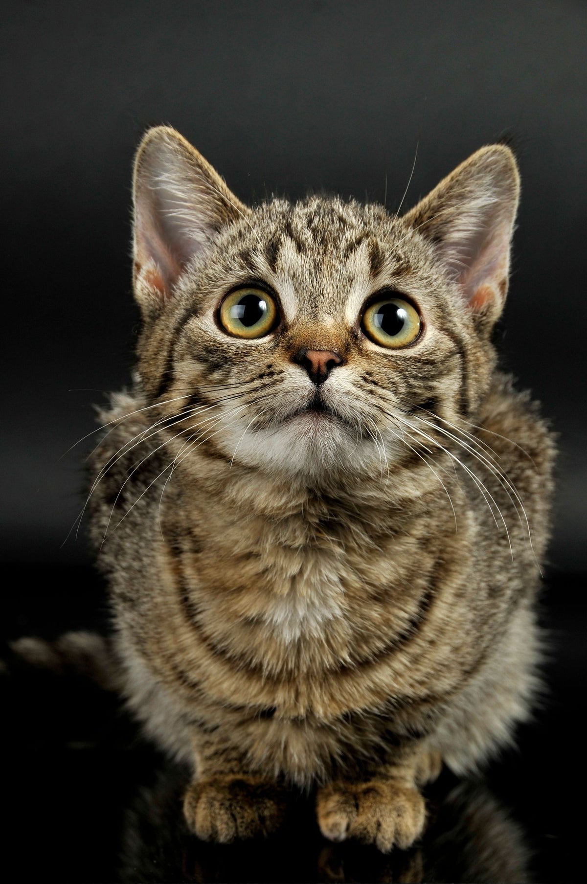 A tabby cat sitting upright and alert indoors.