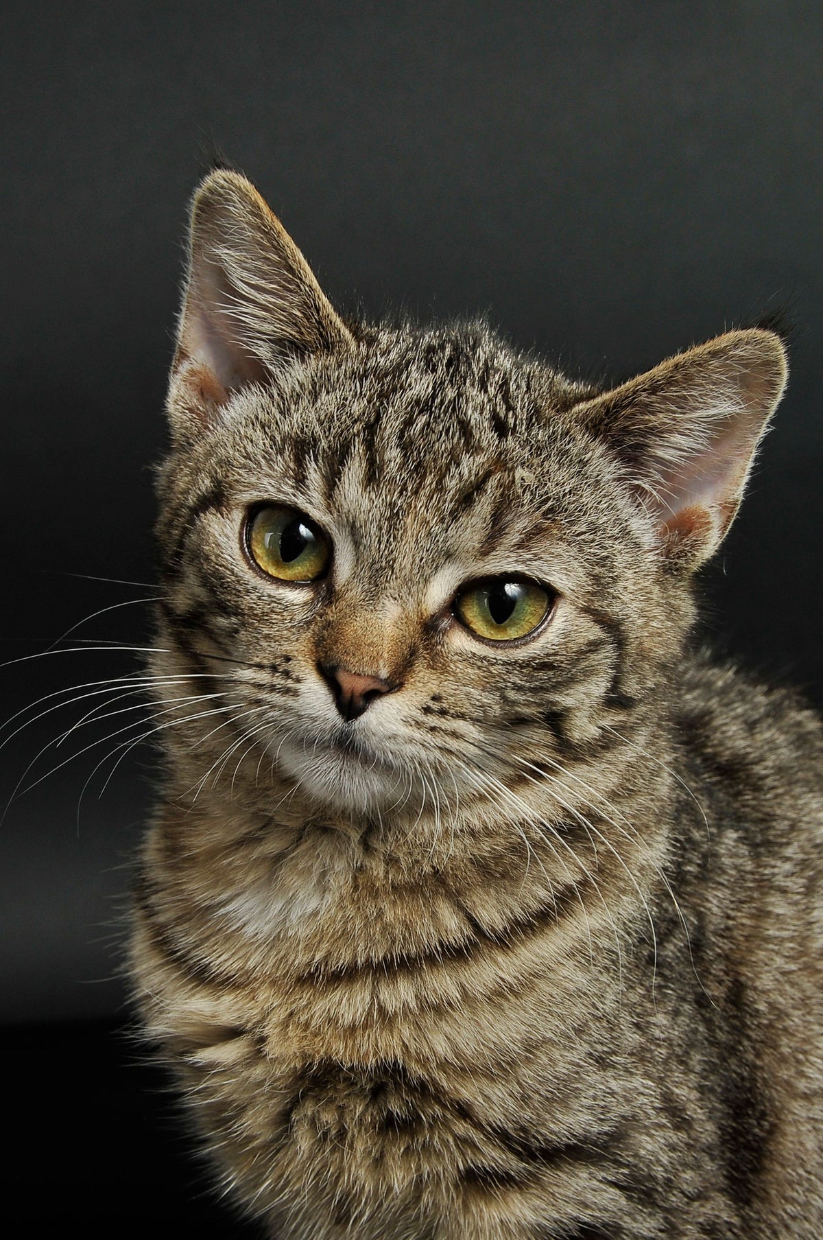 A tabby cat with green eyes looking calmly at the camera against a dark background