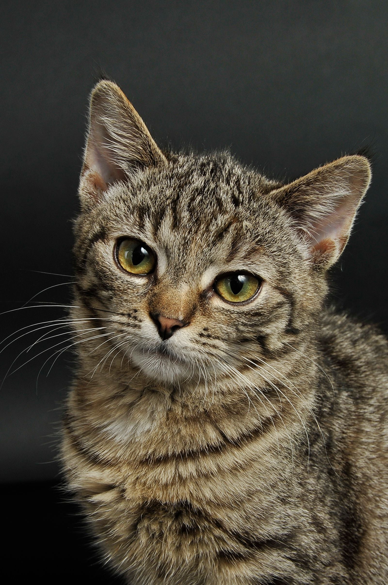 Alert tabby cat looking directly at the camera indoors