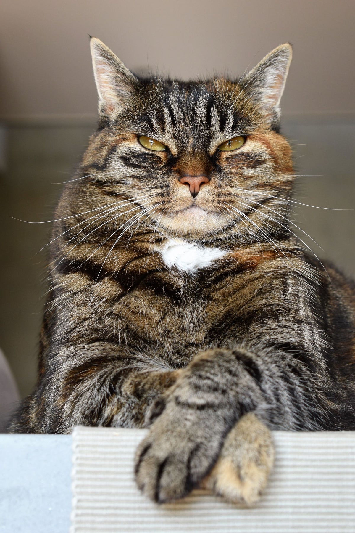 A cat resting on a raised perch indoors.