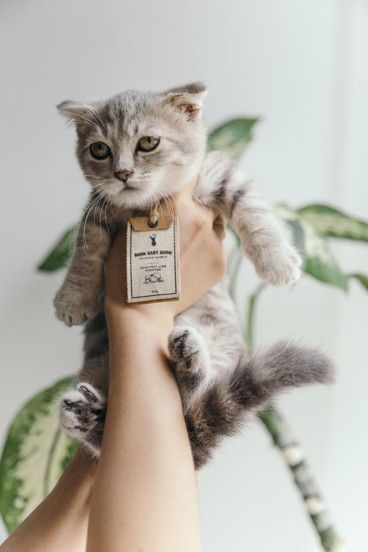 A person gently holding up a small gray tabby kitten indoors near a plant