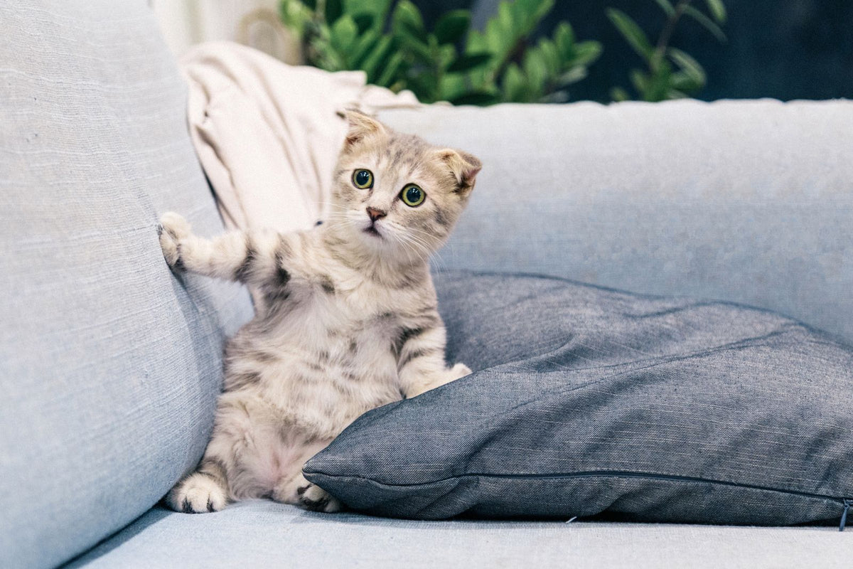 Tabby kitten sitting on a gray sofa beside cushions in a living room