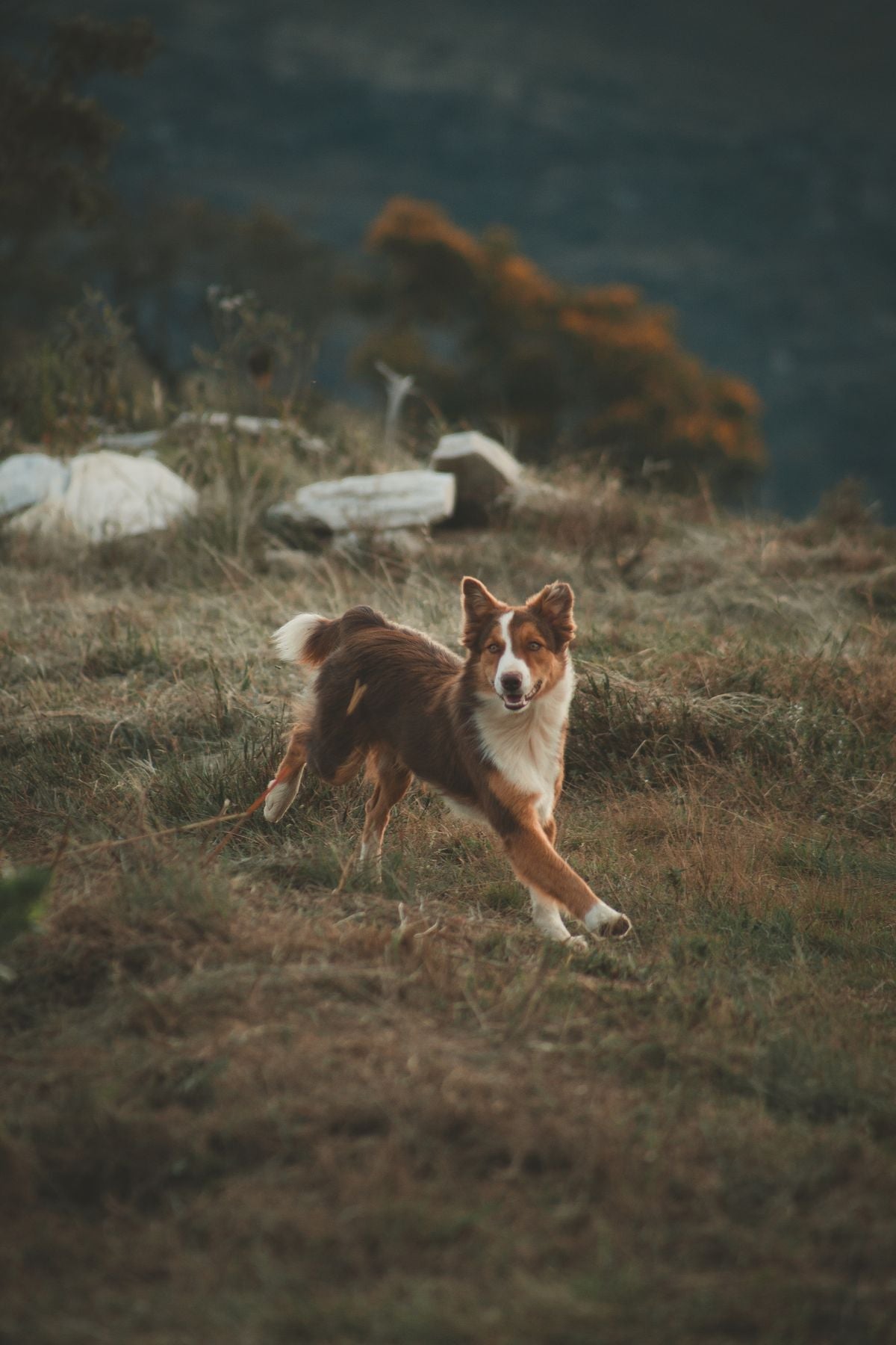 A dog running outdoors across a grassy field, getting daily exercise