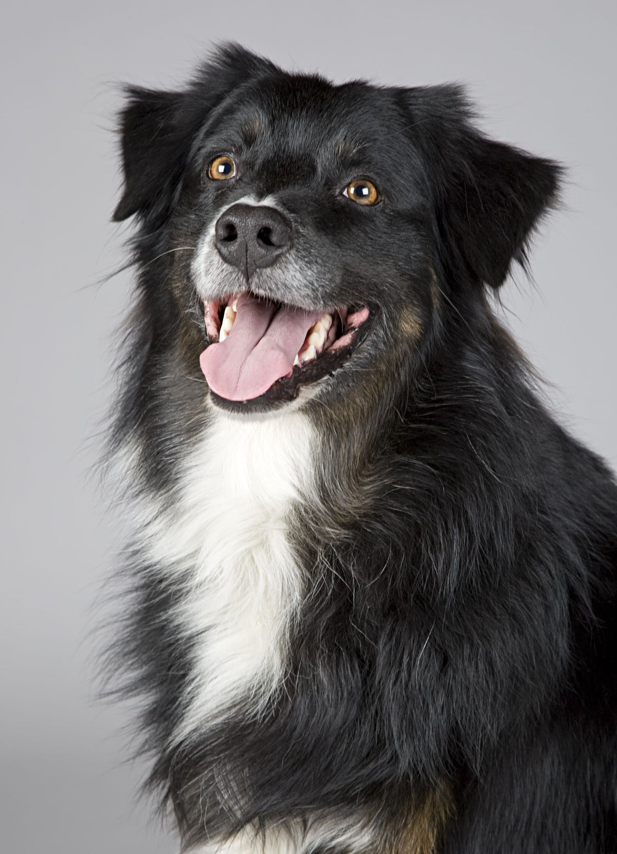 Black and white dog sitting attentively and looking at the camera