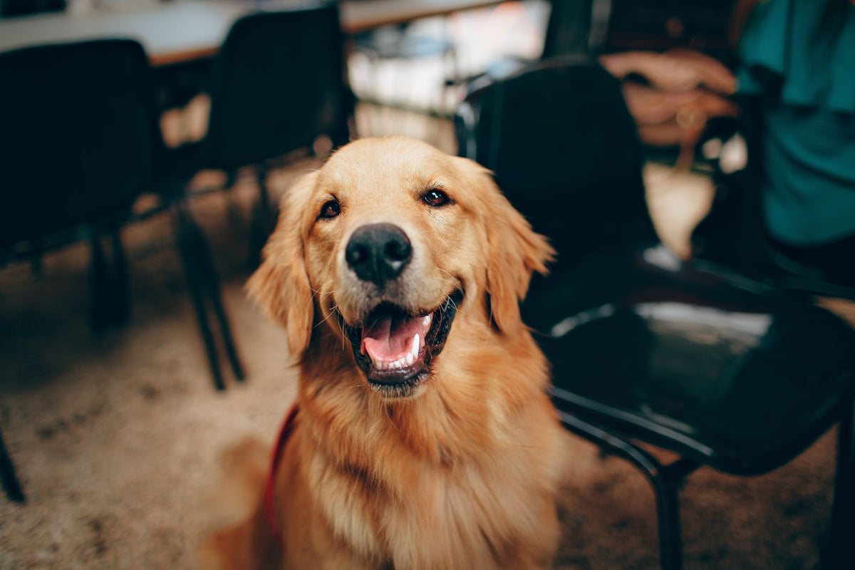 A healthy golden retriever sitting indoors and looking towards the camera