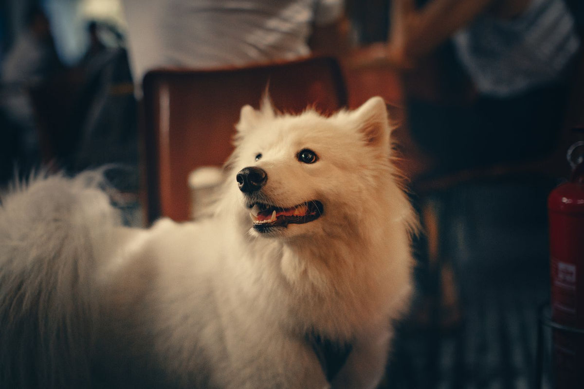 A fluffy white Spitz dog standing alert and looking to the side