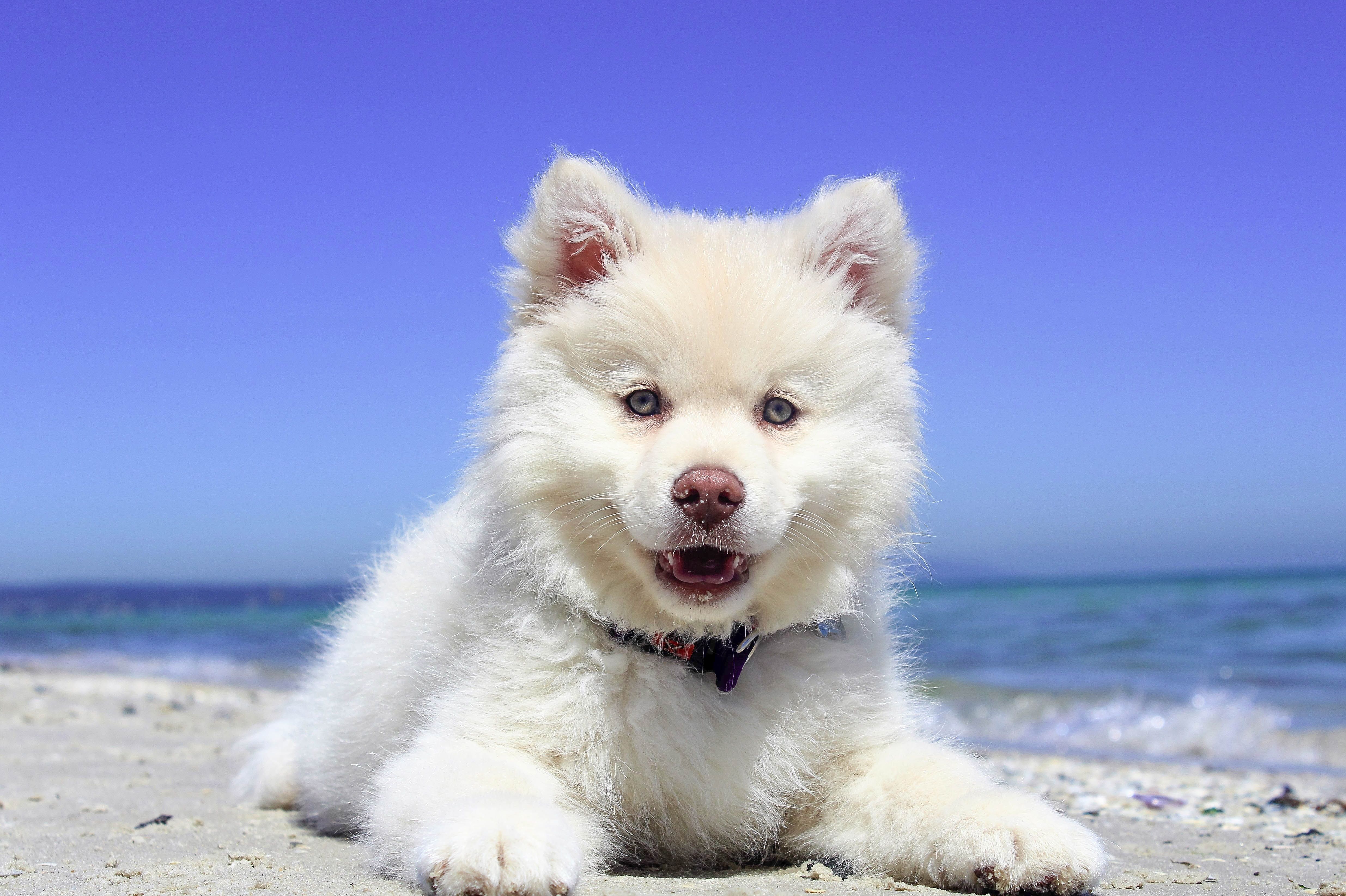 Fluffy white puppy lying on a sandy beach by the sea