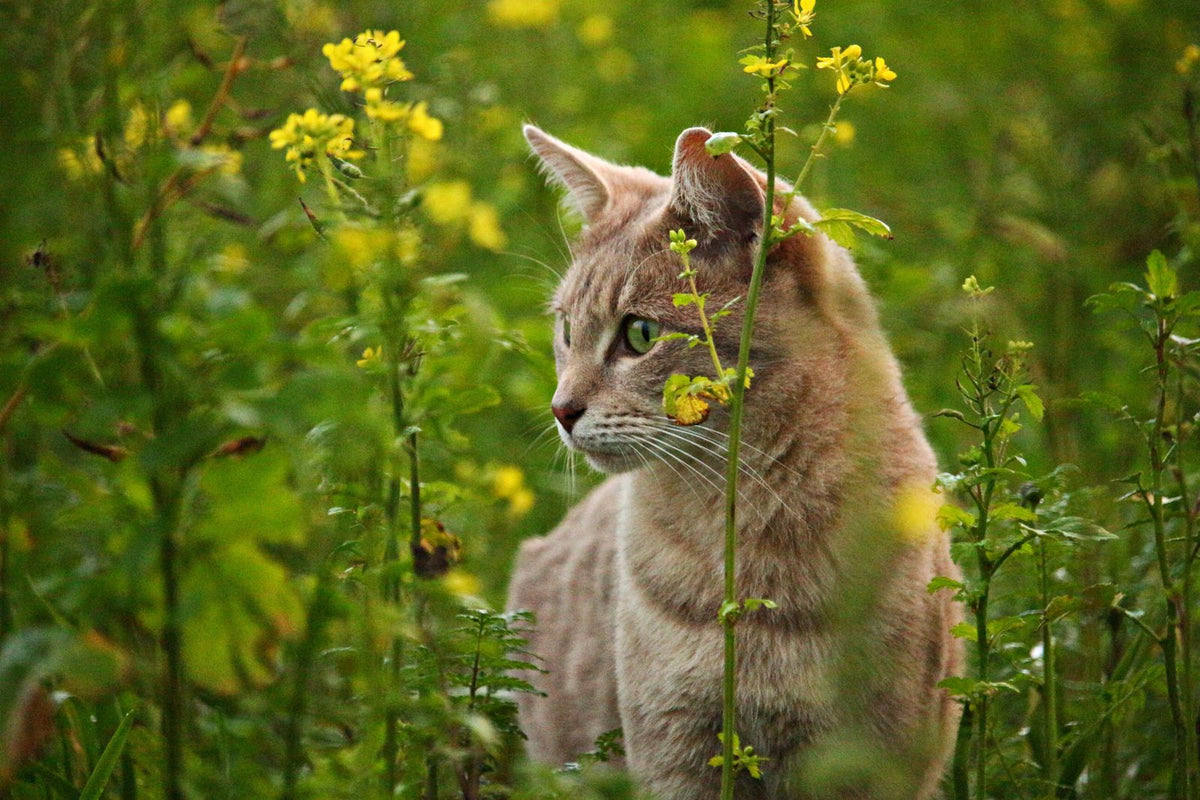 A tabby cat sitting outdoors among tall green plants and yellow flowers