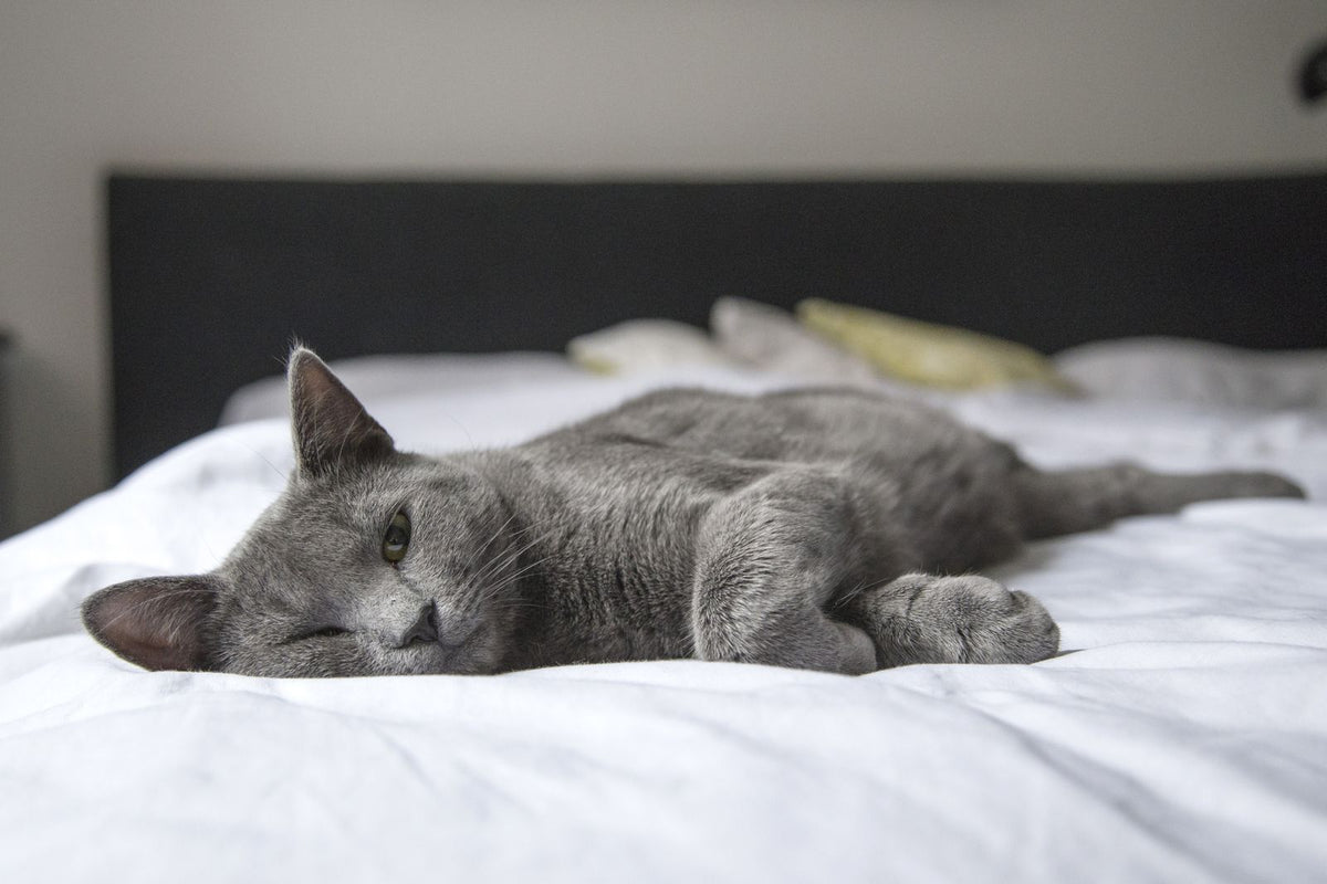 A grey cat lying stretched out and relaxed on a white bed indoors