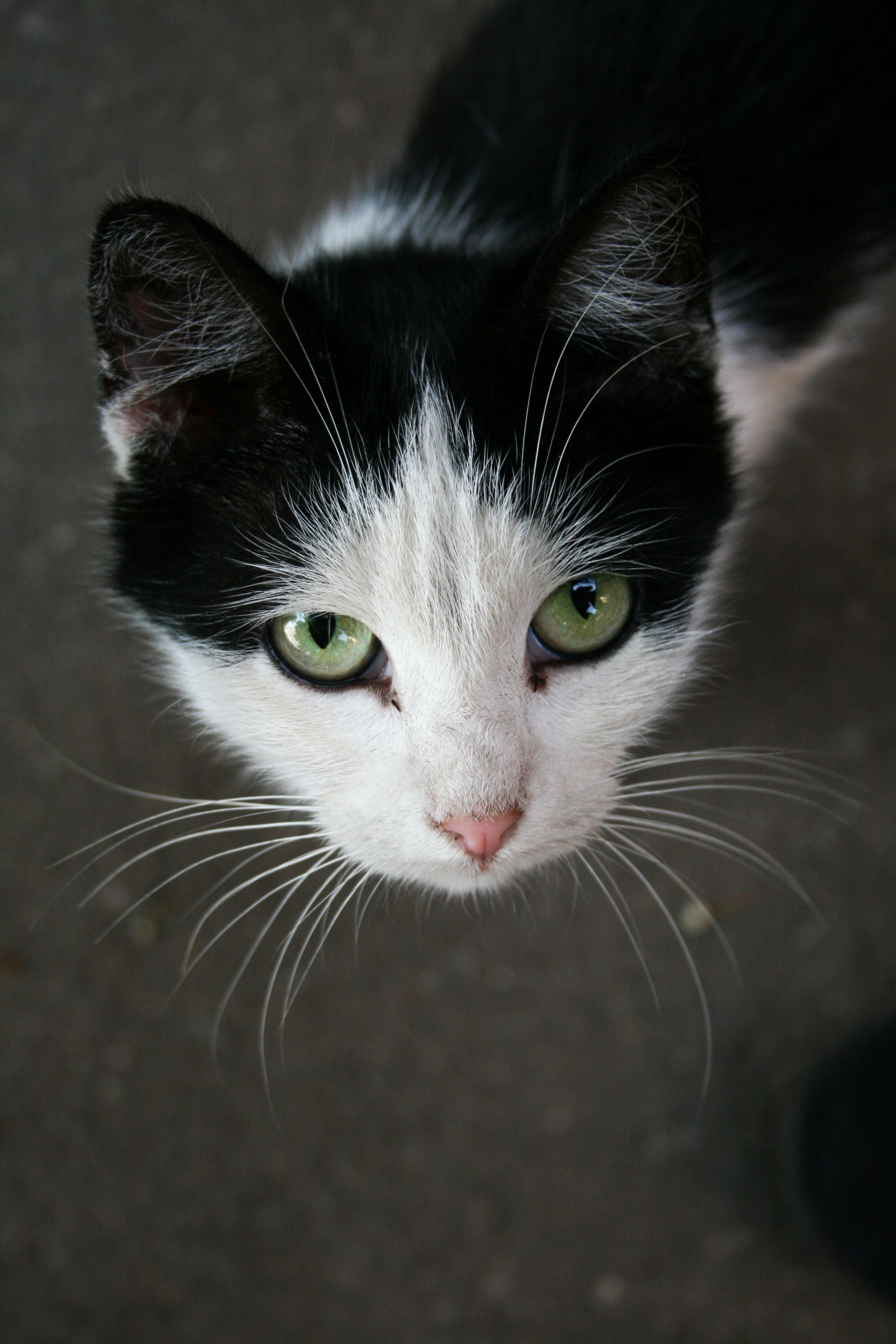 Close-up portrait of a calm cat resting at home