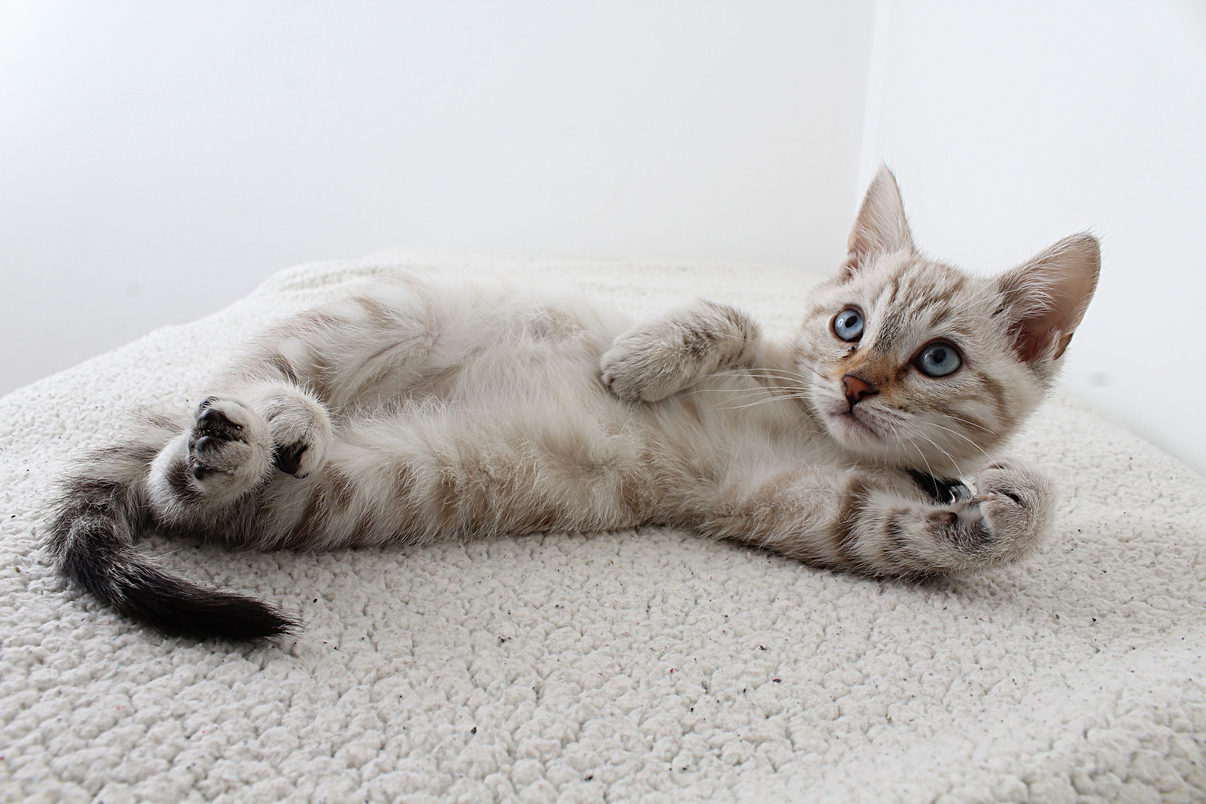 Playful kitten rolling on its back on a soft white blanket