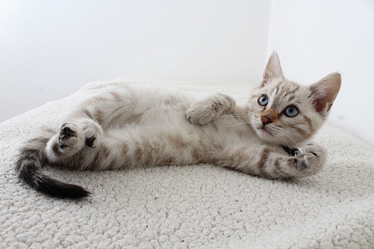 Two relaxed cats lying together on a soft white rug indoors