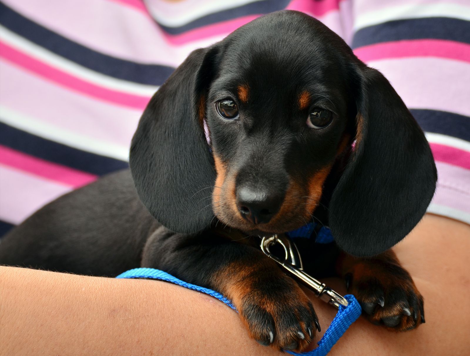 Dachshund puppy resting in a person's arms and looking at the camera