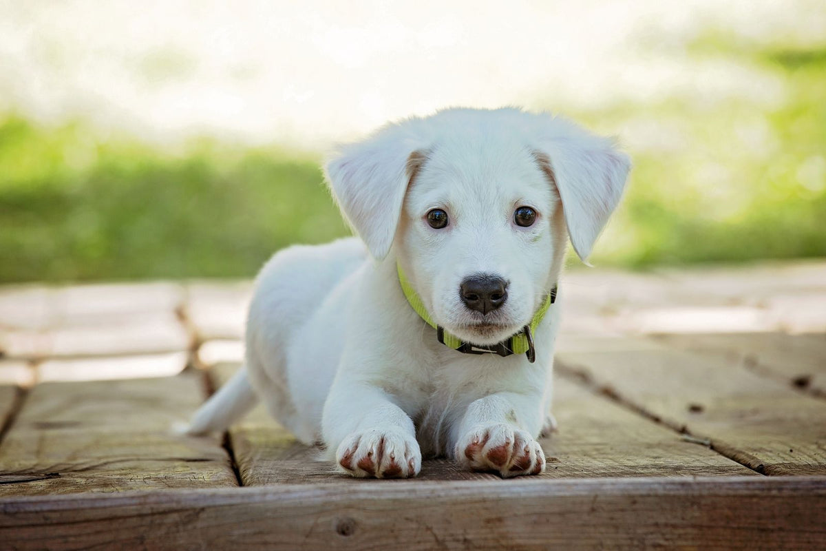 A pale Labrador-type puppy lying down with its elbows resting directly on a hard wooden deck