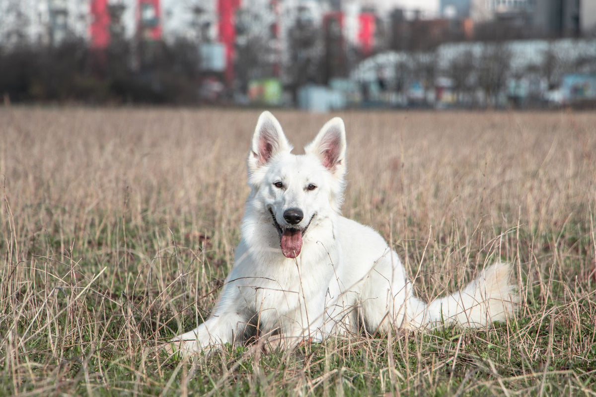 A white shepherd dog standing alert in a grassy field on a sunny day