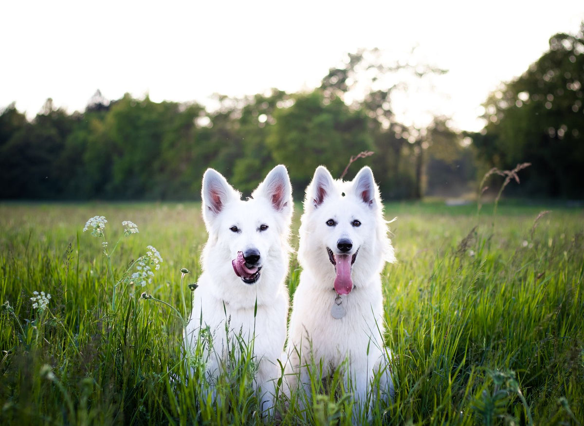 Two white shepherd dogs sitting together in tall green grass in a sunlit meadow