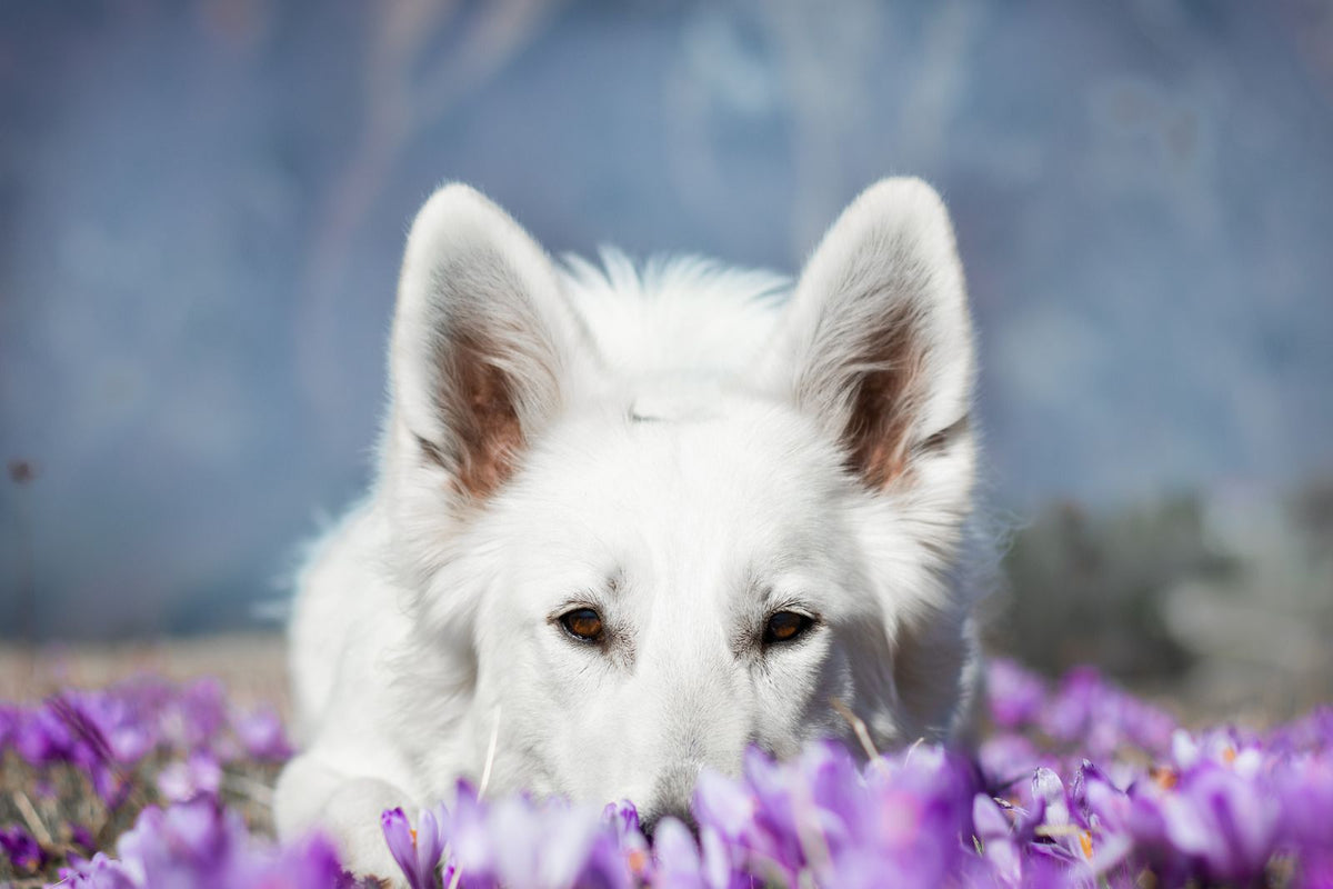 A close-up portrait of a white shepherd dog resting outdoors among purple flowers