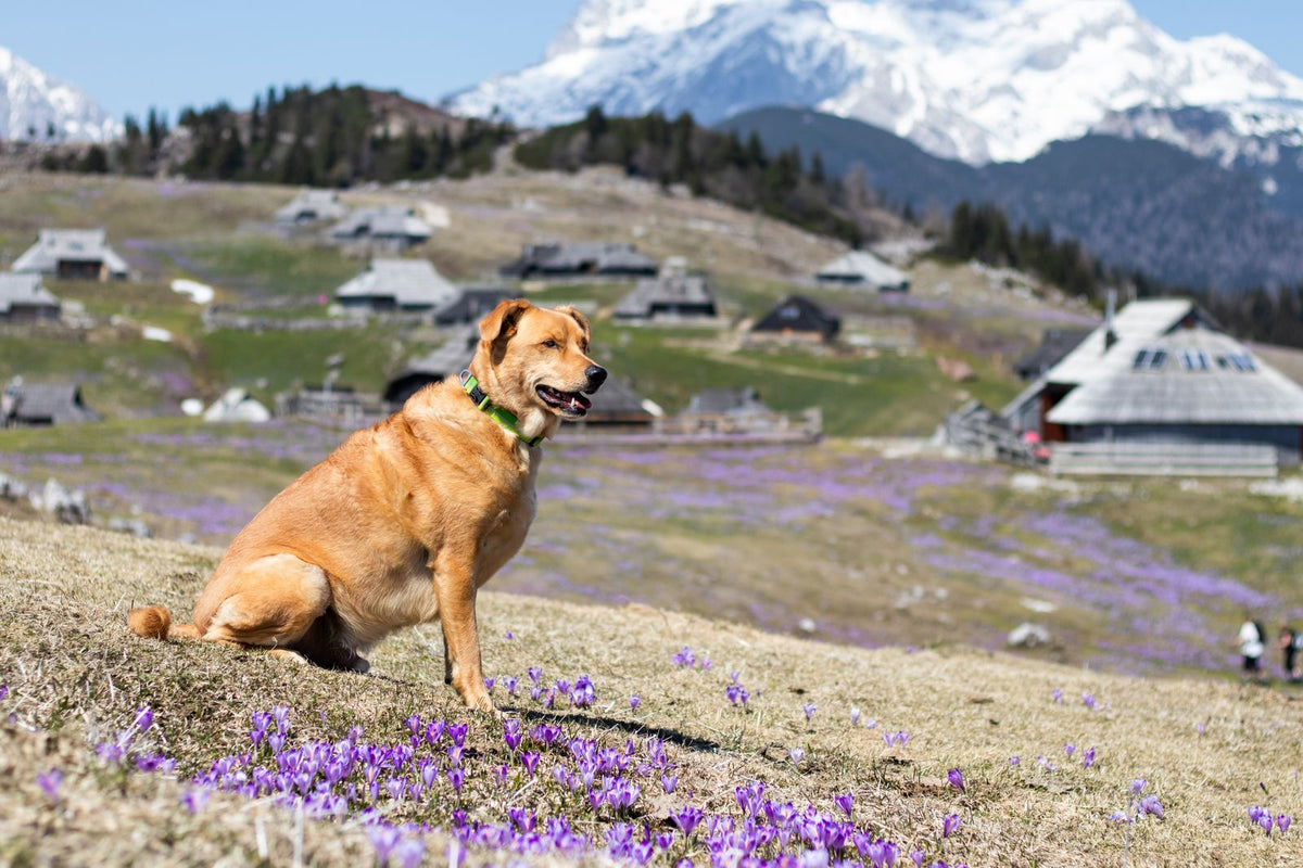 A tan dog sitting on a grassy hillside with mountains and wildflowers behind