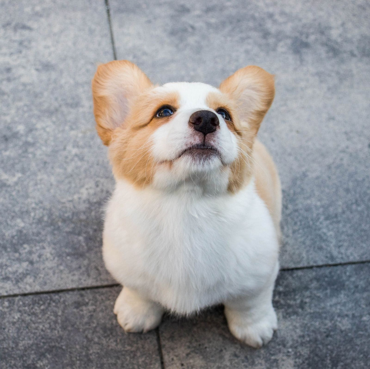 A young corgi puppy sitting on a paved surface and looking up at the camera