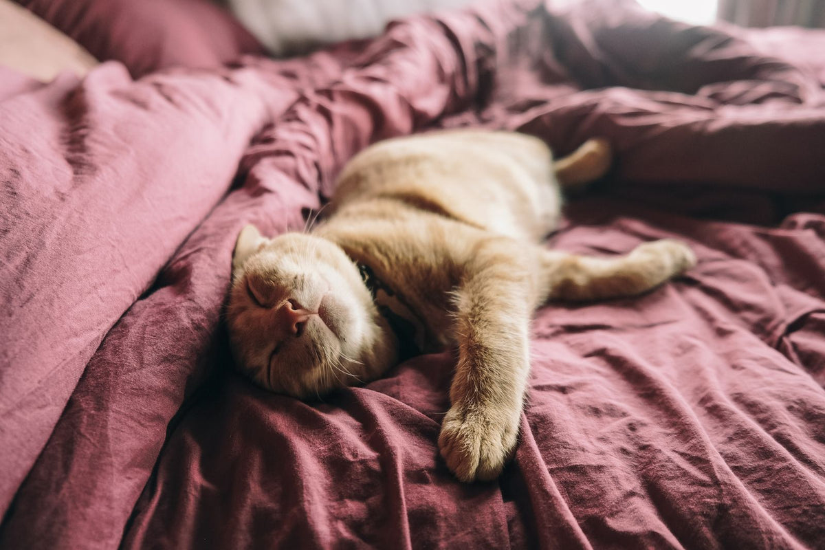 Orange tabby cat lying stretched out and resting on rumpled red bed sheets