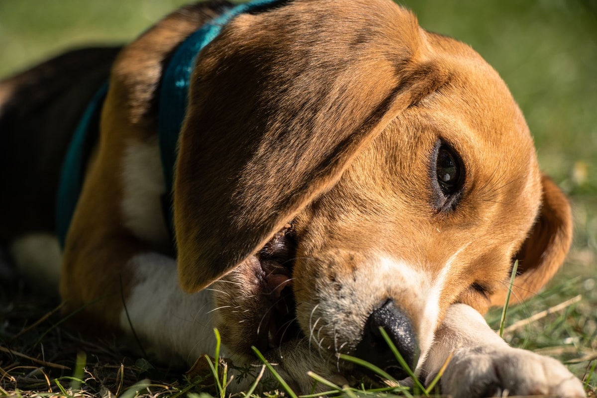 A young Beagle resting quietly on the grass