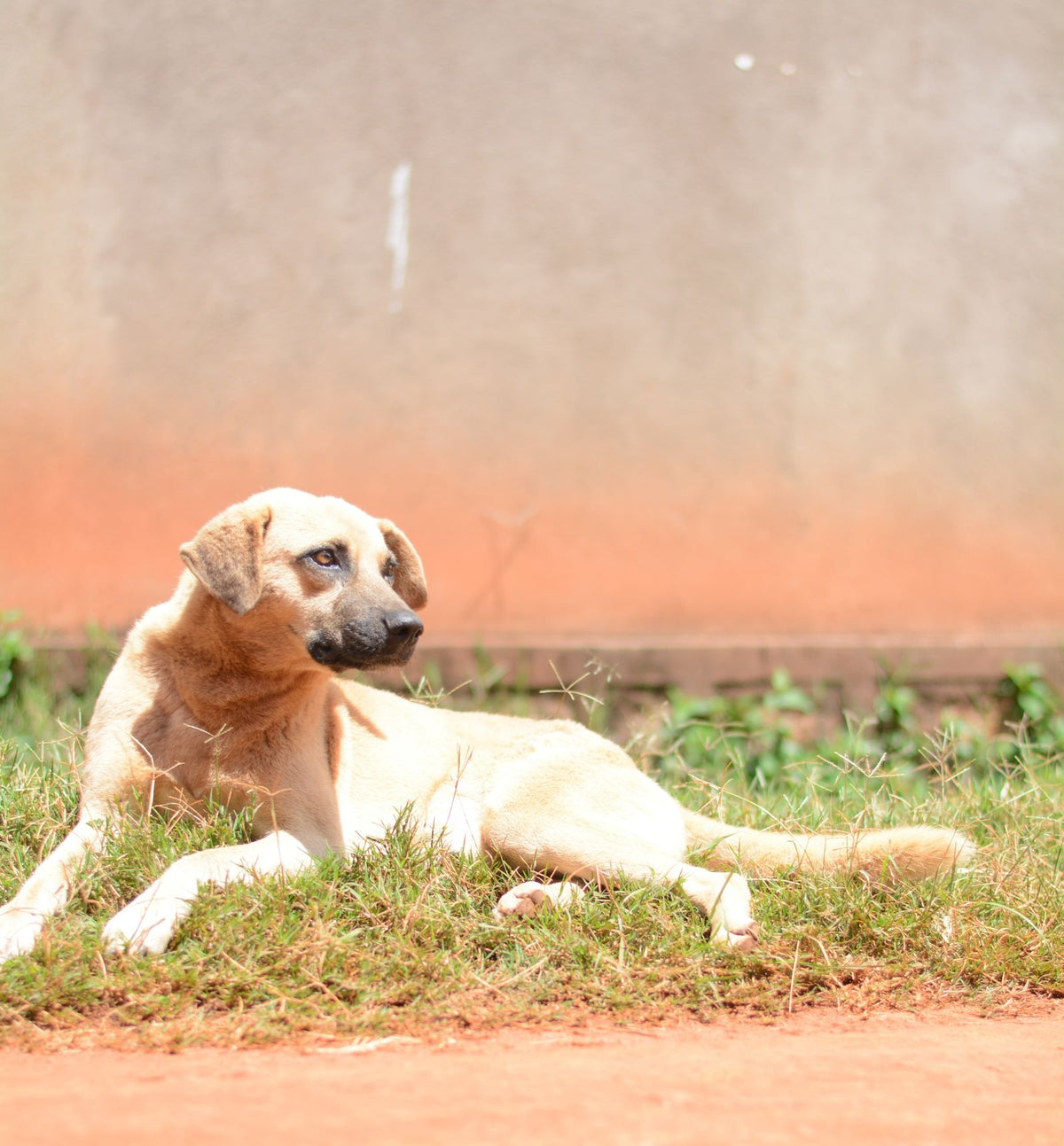 A tan dog lying on the grass beside a wall